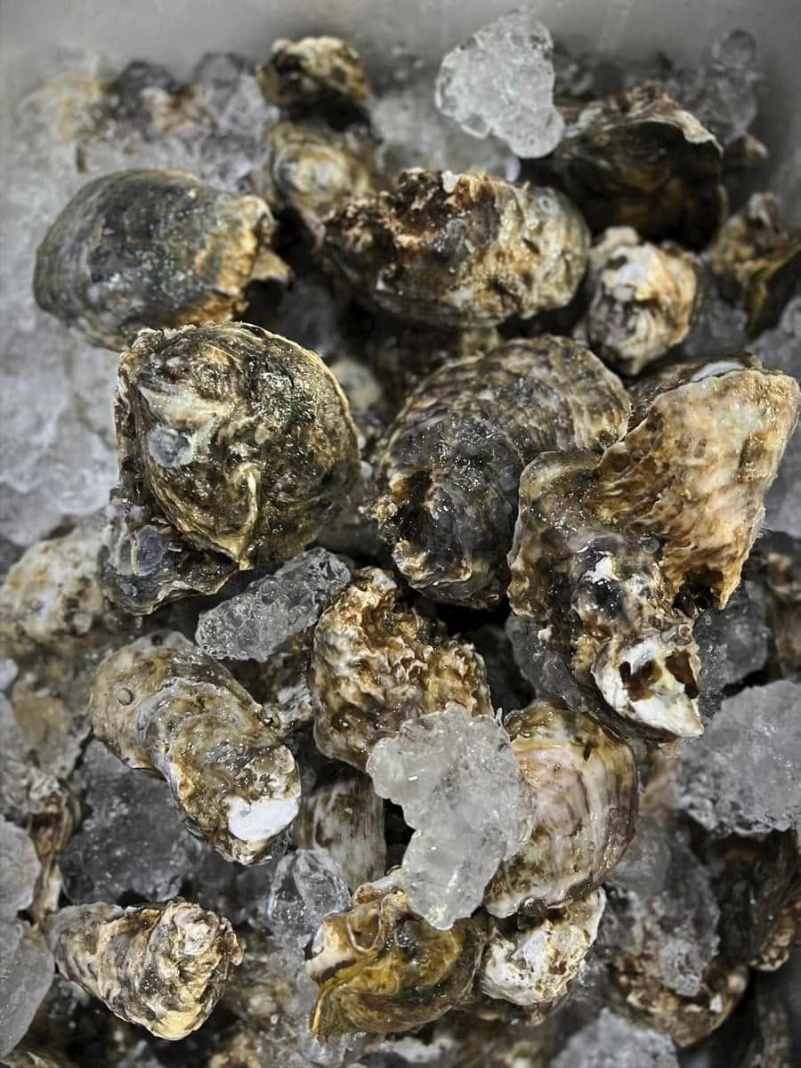 Shuck & Sip by Sis Oyster Penang — Food, George Town, Pulau Pinang